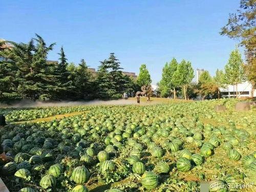 吃瓜学院,揭秘娱乐圈背后的那些事儿