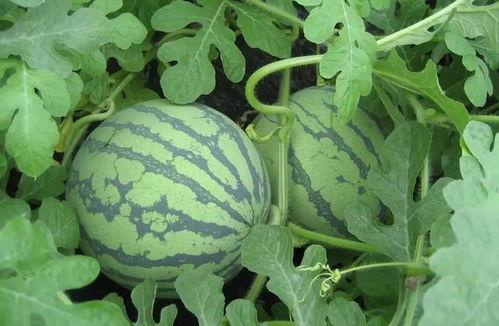 盐城吃瓜拔瓜事件真相,真相与反思