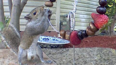 松鼠吃小瓜,一场小瓜的奇妙之旅