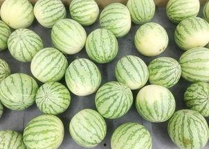 大田吃瓜,揭秘乡村生活的甜蜜与苦涩