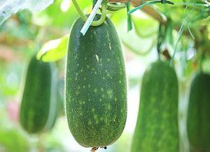 日常错过吃瓜,那些遗憾的“吃瓜”瞬间