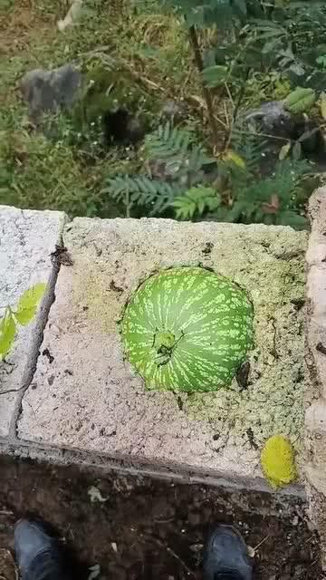 吃瓜赠瓜搞笑视频大全集,欢乐无限