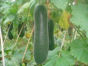 手瓜怎样吃才好吃,这样做让你欲罢不能