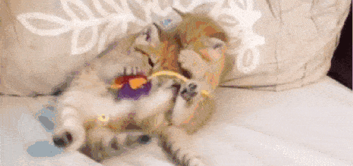 猫萌吃瓜事件,一场网络爆笑事件背后的温情与幽默