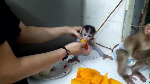 吃瓜吃两口就丢,弃之再寻新