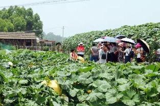 吃瓜厨房多奇,多奇带你揭秘娱乐圈那些事儿