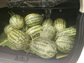 吃瓜凳网红,揭秘网络红人的崛起之路