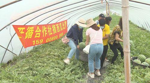 摘瓜吃瓜的声音,探寻摘瓜吃瓜的悦耳旋律