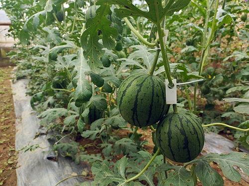 小漱瓜可以吃吗,安全食用指南揭秘