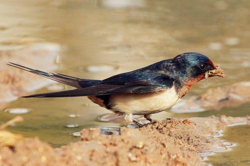 吃小燕子的瓜,揭秘“吃小燕子瓜”背后的故事与真相