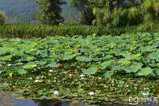 西昌月城吃瓜,瓜果飘香，品味夏日清凉
